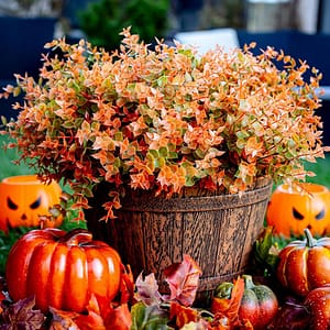 outdoor-fall-plants-display
