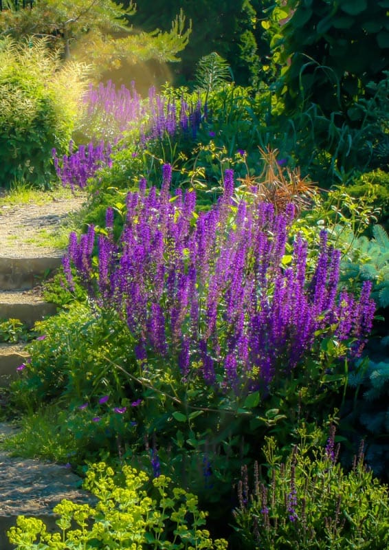 french-lavender-in-garden