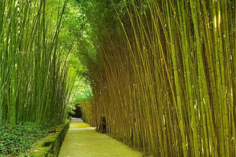 bambousaie roque gageac